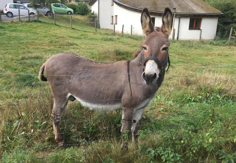 Vitus, en el cercado desde donde realiza sus fechorías. Foto: AP